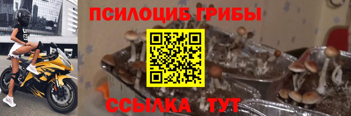 Псилоцибиновые грибы Psilocybine cubensis Большой Камень